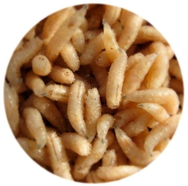 Опарыш белый стандарт Опарыш белый стандарт