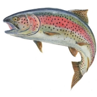 Ловля форели